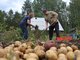 Многие  участию в голосовании предпочли уборку картофеля. И в этом их трудно упрекнуть, как говорится, осенний день год кормит. Фото Алексея Кунилова