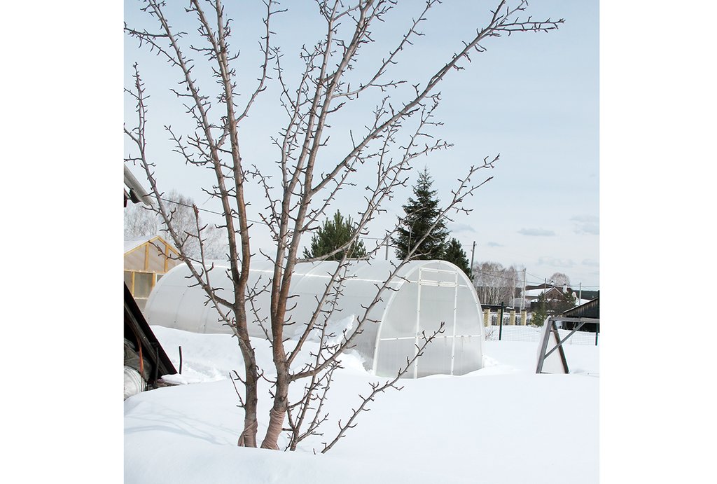 Дерево укрыто снегом в самый раз. Нынешней зимой его пока мало, придётся собирать по участку. Фото: grashin