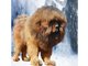 Тибетский мастиф возглавляет рейтинг самых дорогих собак в Екатеринбурге, цена на него может быть и выше 150 тысяч рублей. Фото: архив питомника Аймако
