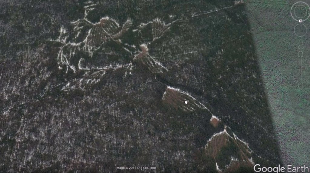 Лесосека похожа на геоглиф. Фото: Google Earth