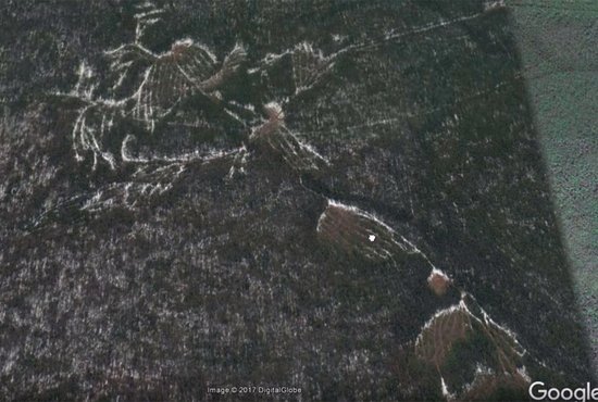 Лесосека похожа на геоглиф. Фото: Google Earth