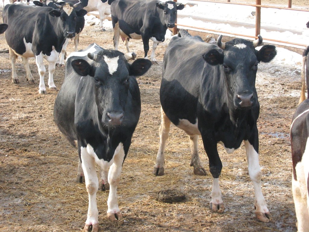 За год средний надой в расчёте на одну фуражную корову вырос в области на 1,2 килограмма молока, росту молочной продуктивности уральских пеструх не помешали даже недавние сильные морозы. Фото: Алексей Кунилов.