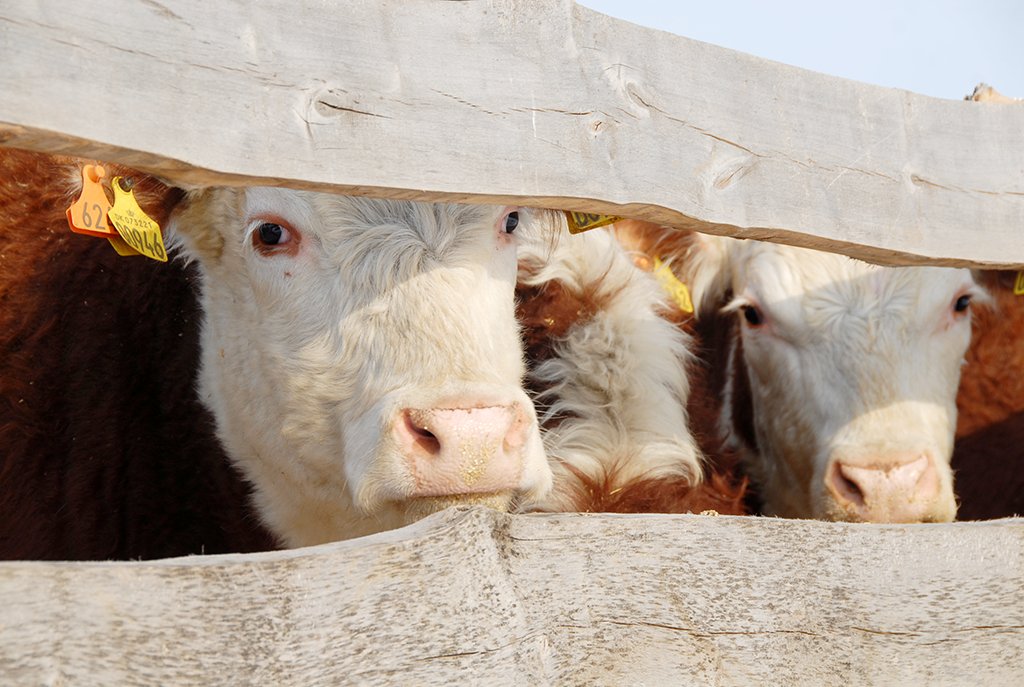 Откорм герефордов обходится дешевле, чем быков молочной породы: большую часть года они проводят на пастбище. Фото: Александр Зайцев