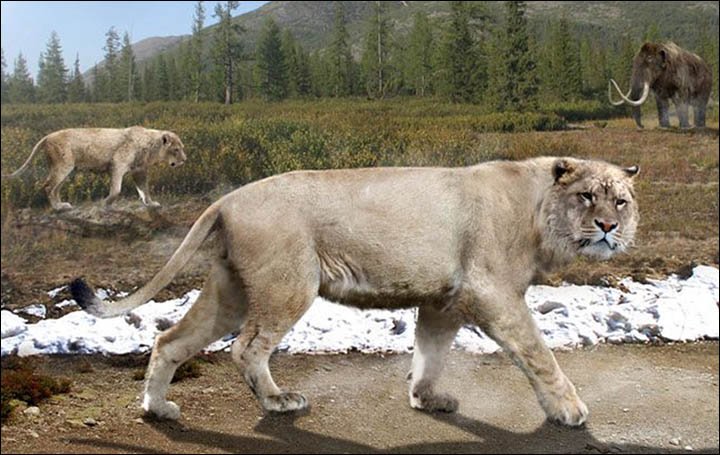 Изучив кости гигантского пещерного льва, учёные провели реконструкцию и воссоздали его внешний вид. Реконструкция  / Михаил Гильманов