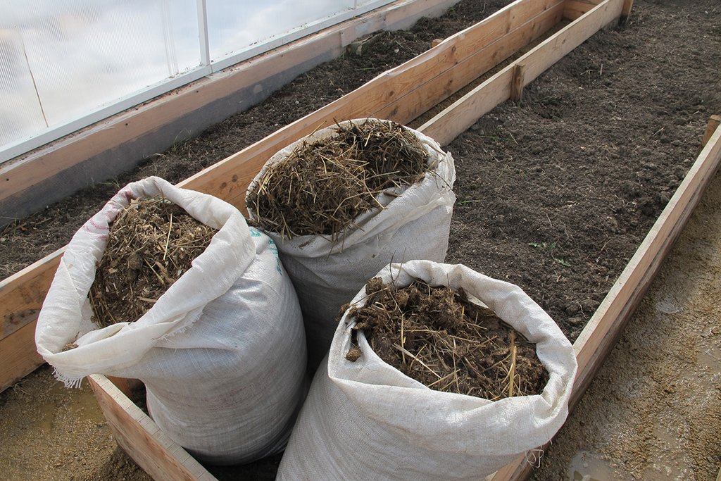 Свежий навоз можно использовать только для выращивания огурцов или кабачков. Фото: Рудольф Грашин