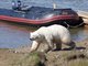 Во время экспедиции на остров Белый сотрудники УрО РАН отметили возросшую численность белых медведей. Хищники часто «навещали» исследователей, иногда подбираясь совсем близко. Фото: uran.ru