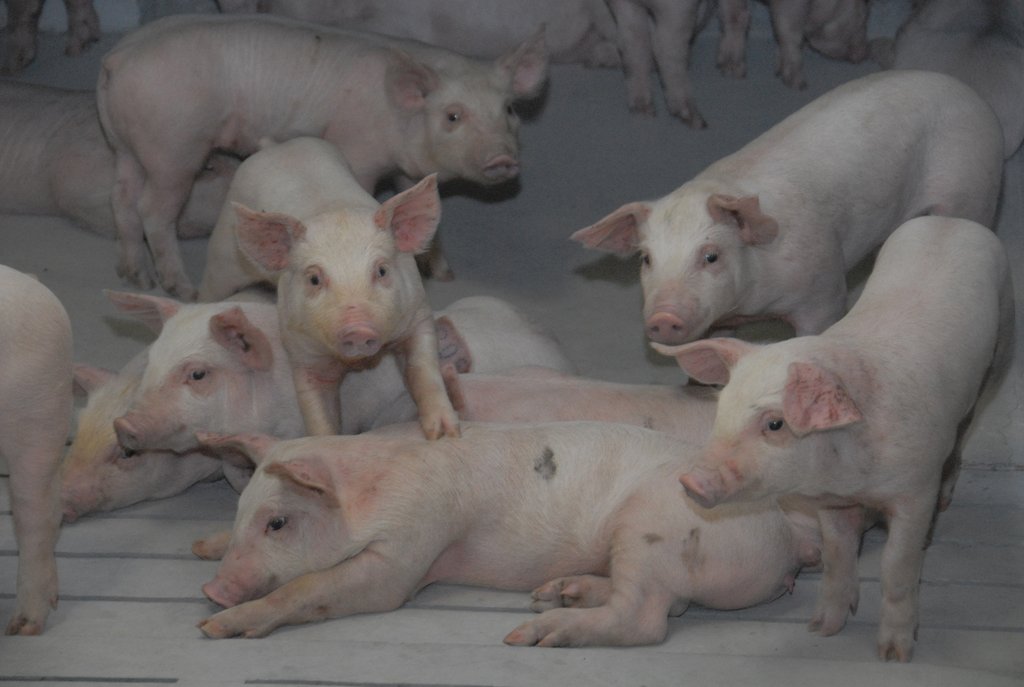 Собственное производство свинины в Свердловской области уже обеспечивает 65 процентов от потребности региона. Фото Алексея Кунилова.