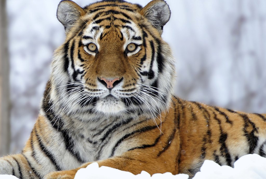 Тигры не должны ощущать государственные границы.
