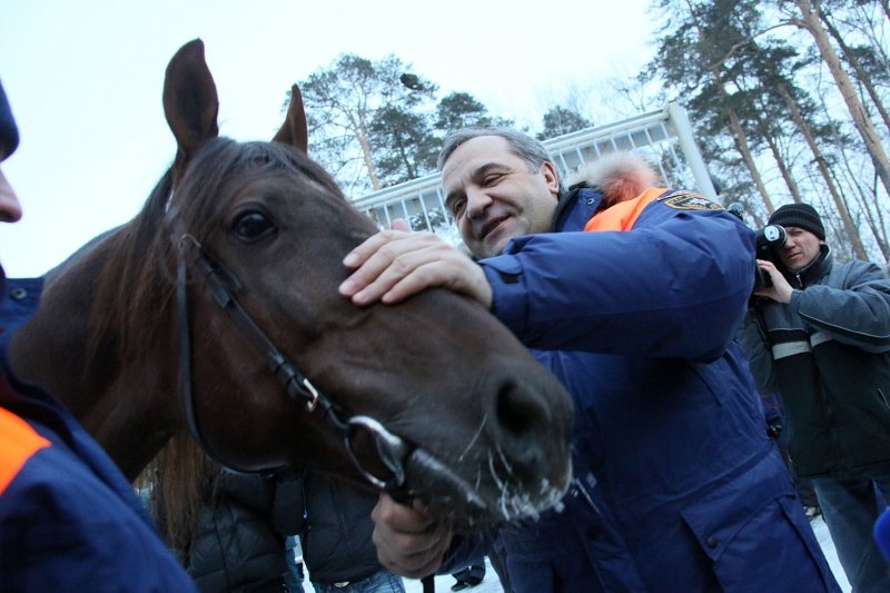 2014 год был годом Лошади, и в честь этого министр по чрезвычайным ситуациям РФ Владимир Пучков подарил уральским спасателям коня по кличке Солярис, который стал первой боевой единицей конного поисково-спасательного подразделения. Фото: 66.mchs.gov.ru