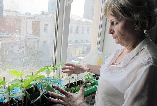Лидия Грошева много лет нарабатывала собственный опыт по выращиванию томатов. Фото: Рудольф Грашин