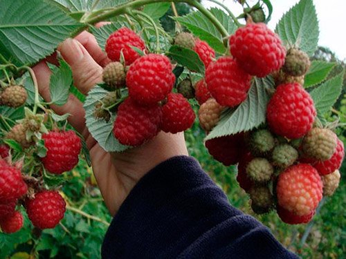 Одна из особенностей ремонтантной малины сорта «Геракл» — это размер ягод. При правильном уходе они будут очень крупными. Фото: zelenj.ru