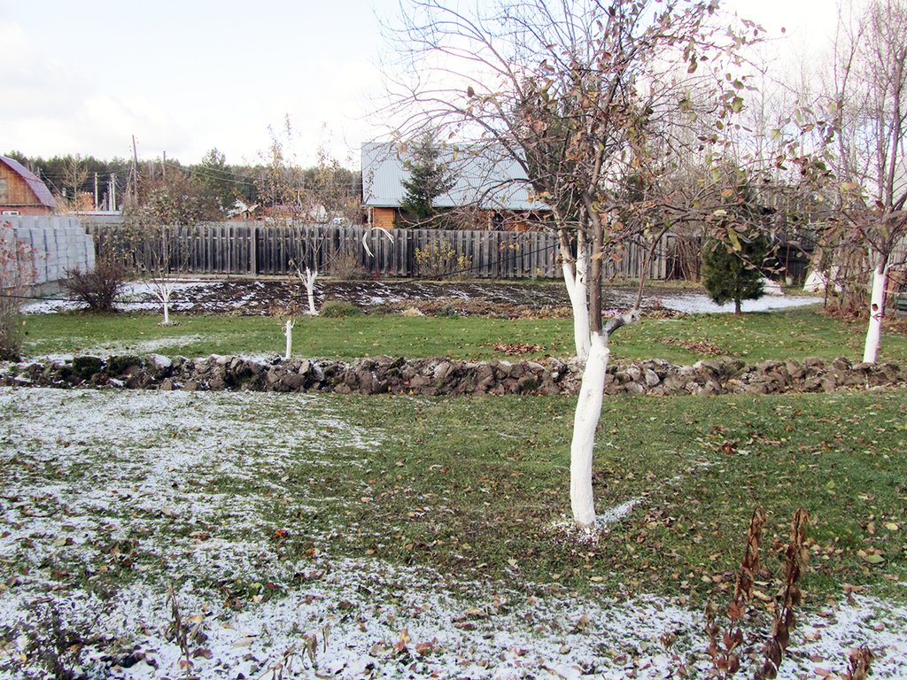 Осенняя побелка деревьев не гарантирует их защиту от грызунов. Для этого требуется укрыть стволы деревьев лапником, рубероидом или металлической сеткой. Фото: Алексей Кунилов