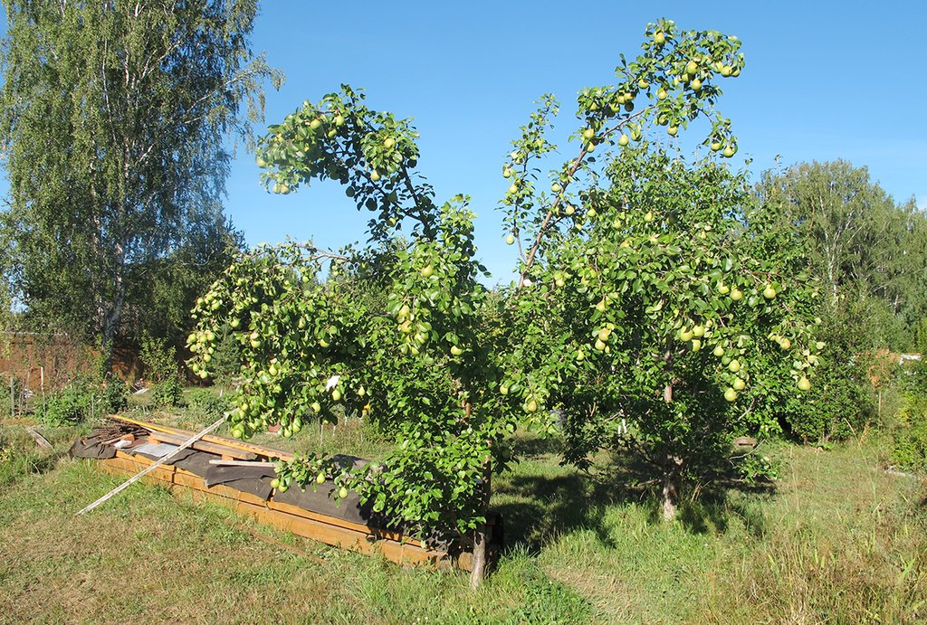 Расстояние между яблоней и другими деревьями должно быть не менее 4 метров. Фото: Рудольф Грашин