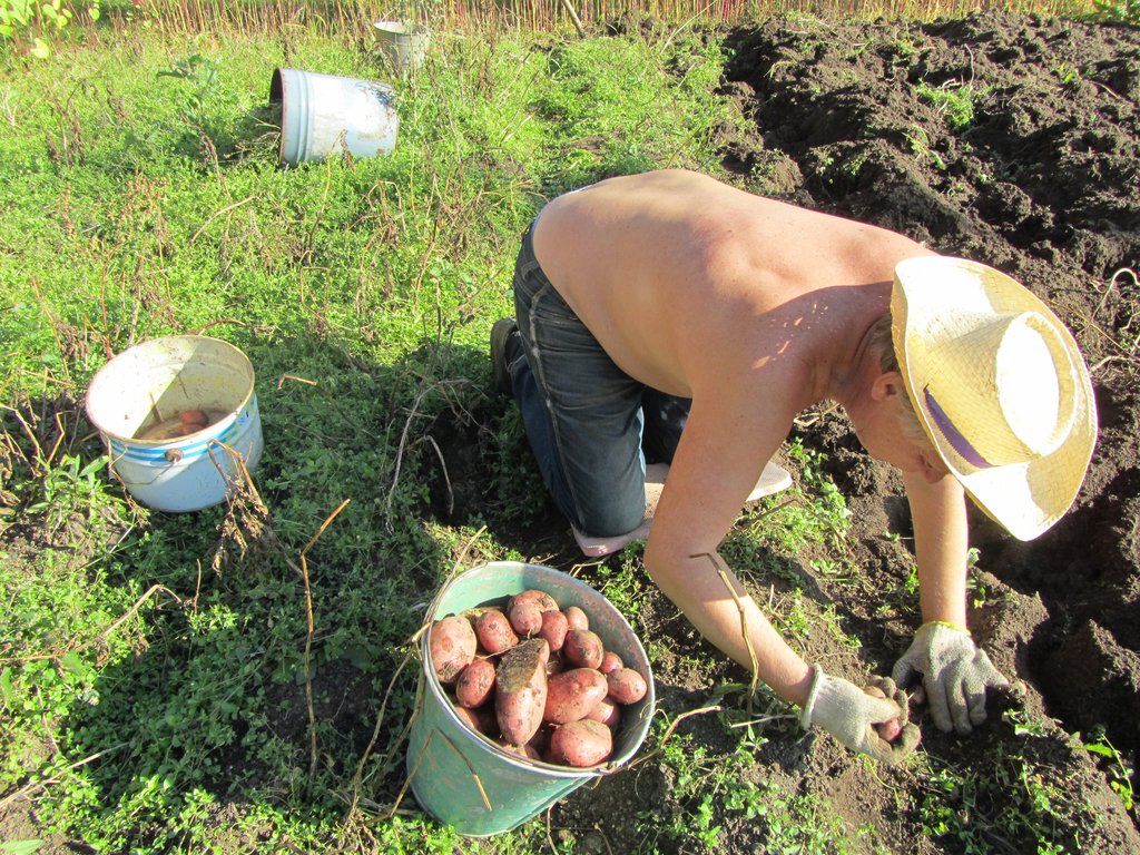 Из 50,5 тысячи гектаров картофеля, что возделываются в Свердловской области, около 35 тысяч приходится на сельские подворья, садовые и дачные участки. Фото: Алексей Кунилов.