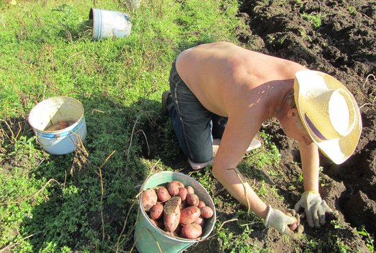 Из 50,5 тысячи гектаров картофеля, что возделываются в Свердловской области, около 35 тысяч приходится на сельские подворья, садовые и дачные участки. Фото: Алексей Кунилов.