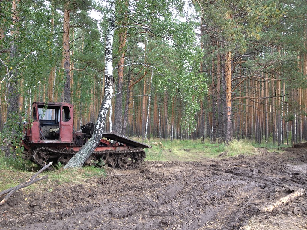 Общий объём прямых инвестиций в лесную отрасль региона за прошлый год составил около 1,6 миллиарда рублей. Фото: Анна Осипова