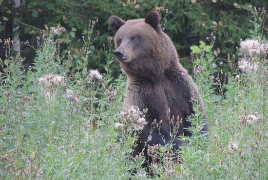 В 99% случаев медведи предпочтут не показываться на глаза туристам. Фото: Иван Клубникин