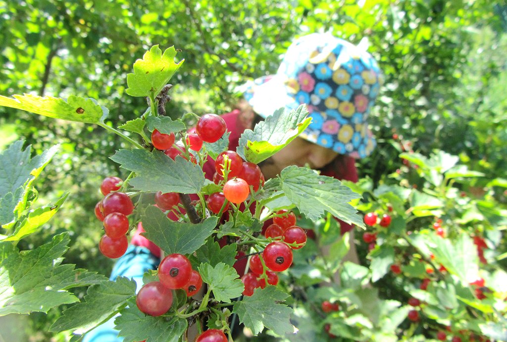 В меру возможностей муниципалитеты поддерживают садоводов Фото: Алексей Кунилов