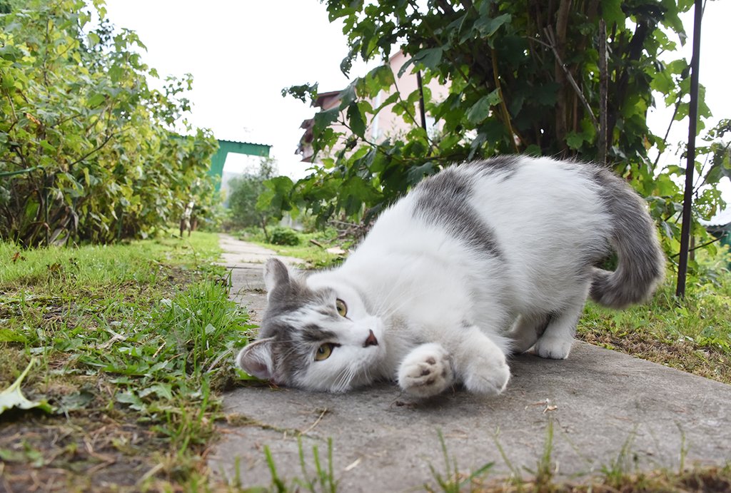 Необязательно держать в саду кошку против мышей: достаточно использованного наполнителя. Фото: Алексей Кунилов