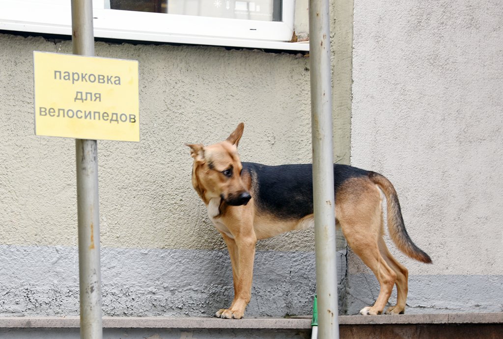 У каждой собаки должно быть своё место, и желательно  не в приюте. Фото: Алексей Кунилов