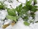 Корневой сельдерей можно выкопать и зимой из-под снега — полакомиться свежим. Фото: Алексей Кунилов