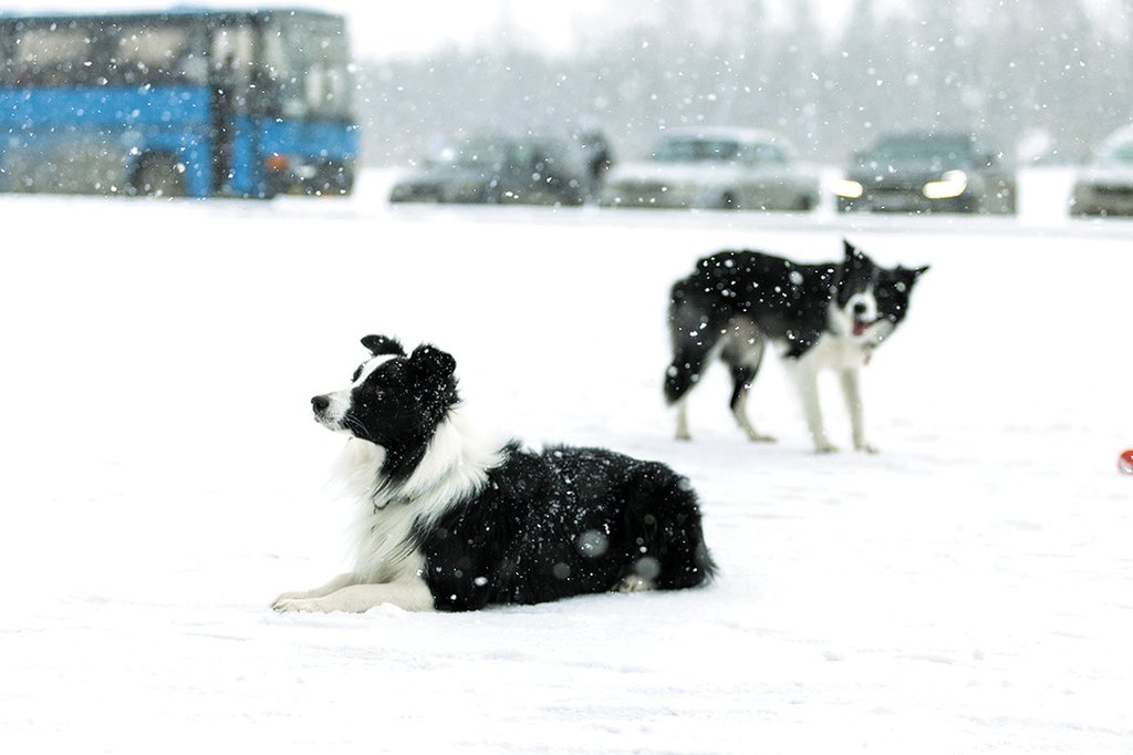 Собакам зима не страшна, если хозяин заботится о закалке своего питомца. Фото: Александр Исаков