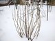 Ветки кустов смородины нужно связать, чтобы во время обильных снегопадов они не сломались под тяжестью снега. Фото: garden8.ru