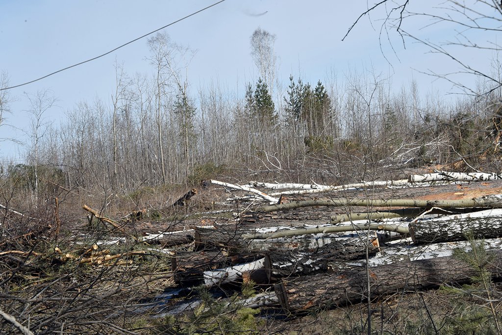 Незаконные вырубки лесов