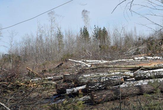 В прошлом году в лесах под Первоуральском было незаконно вырублено более десяти тысяч кубометров древесины – это четверть от всего объёма незаконных рубок в нашем регионе Фото: Алексей Кунилов