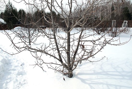 Народные приметы заставляют примечать состояние деревьев и так предсказывают погоду на весну и урожайность на лето. Фото: Рудольф Грашин