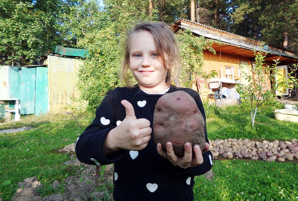 Такого картофеля Лиза в руках ещё не держала. Фото: Наталья Ушакова.