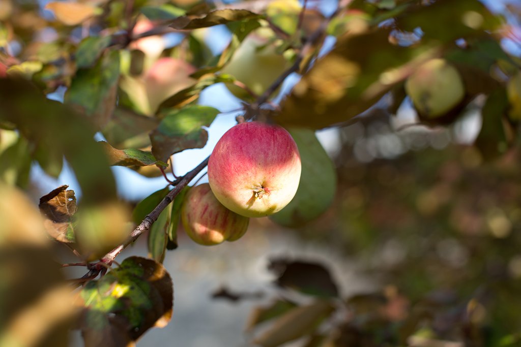 Выращенные  на Среднем Урале яблоки в разы превосходят  по витаминности плоды, полученные  на юге и западе страны. Фото: Владимир Мартьянов