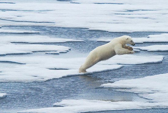 Этот снимок белого медведя, перепрыгивающего со льдины на льдину на Земле Франца-Иосифа, автор назвал «Кузнечик». Фото: Вадим Балакин