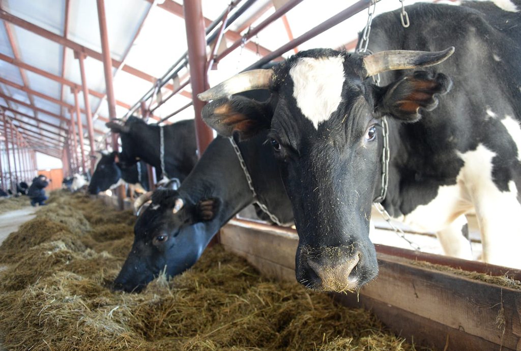 Открытие новой молочной фермы в Кордюково