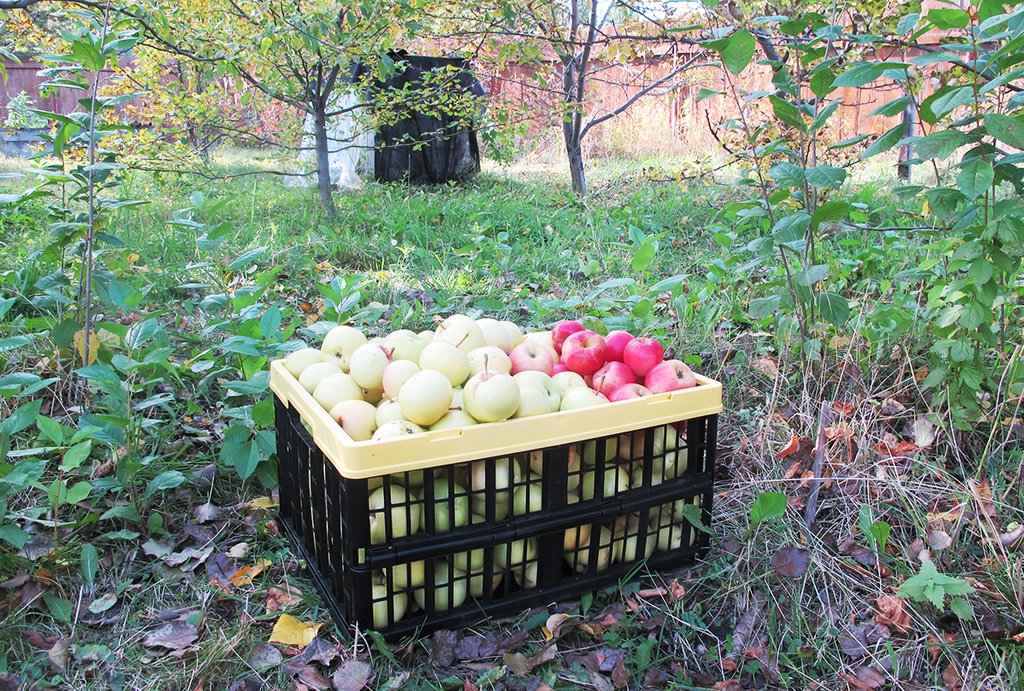 От заправки почвы питательными веществами ао время посадки яблони зависит будущий урожай. Фото: Рудольф Грашин