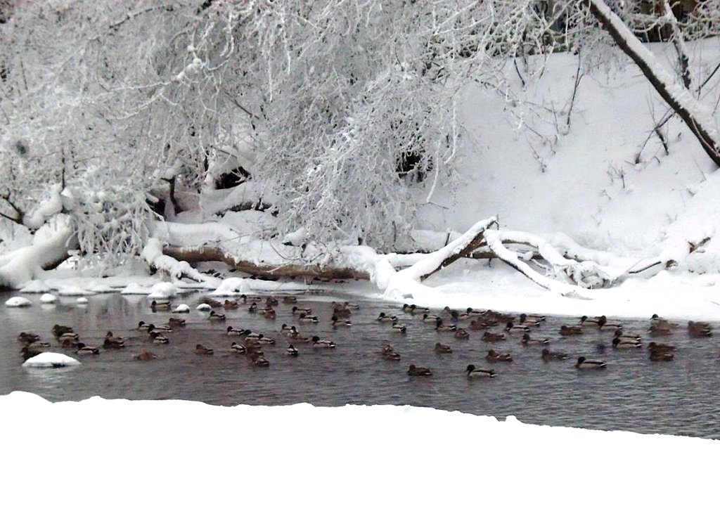 Тагильские утки в морозы «переезжают» с одного места на другое. Фото: Галина Соколова