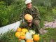 Геннадий Короленко, директор музея плодового садоводства Среднего Урала, выращивает на своей даче по 30 тыкв в год. Неизвестный фотограф
