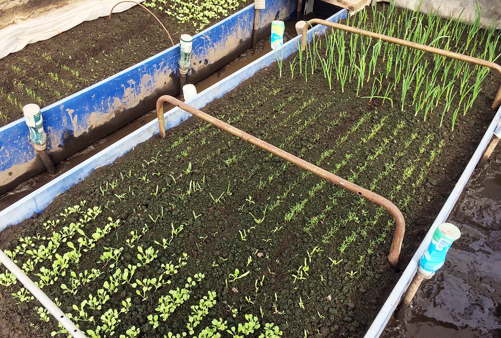 Ранние весенние посадки лука, редиса, рукколы и шпината в теплице