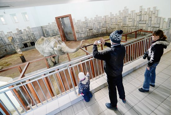Жителей Екатеринбурга взбудоражила новость, что любимица нашего зоопарка слониха Даша сильно похудела. Фото: Павел Ворожцов