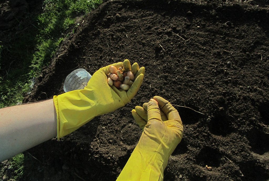 Почва, полученная при помощи калифорнийских червей, - лучшее естественное удобрение для любых растений. Фото: Алексей Кунилов