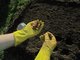 Почва, полученная при помощи калифорнийских червей, - лучшее естественное удобрение для любых растений. Фото: Алексей Кунилов