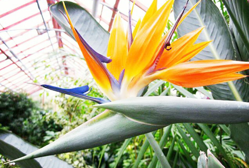 Королевская стрелитция, экзотический цветок в Ботаническом саду УрО РАН