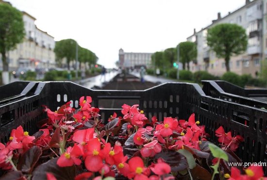 Первоуральск украсят более 150 тысяч цветов. Фото: пресс-служба администрации муниципалитета