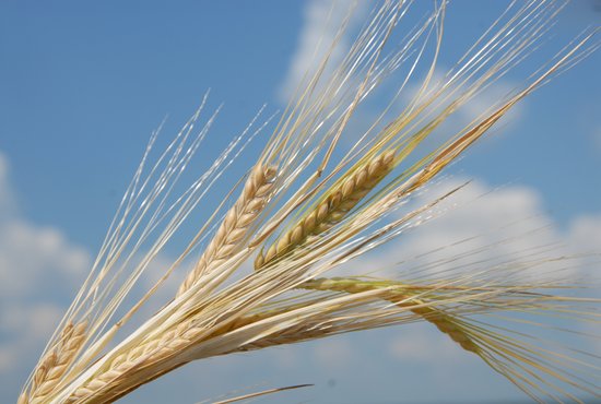В РФ продлён до 1 июля 2021 года срок действия нулевой ставки вывозной таможенной пошлины на пшеницу. Фото: Алексей Кунилов