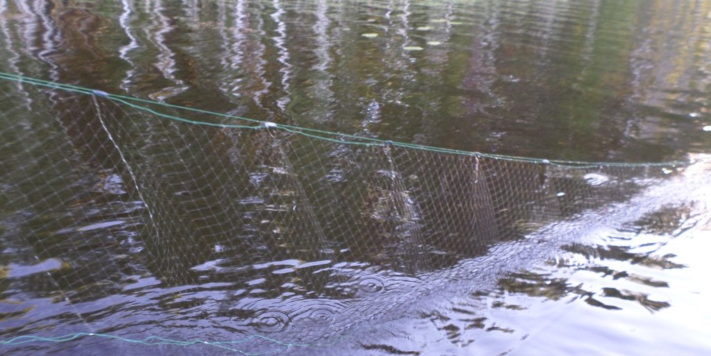 Государственные инспекторы  рыбоохраны  изымают незаконно установленные сети-китайки на Рефтинском водохранилище.