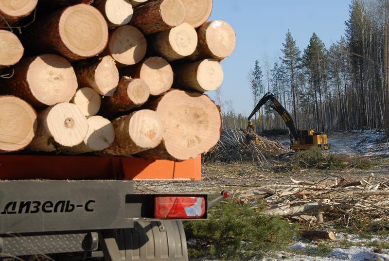В общей сложности бригада незаконно спилила 216 сырорастущих деревьев - сосны и берёзы