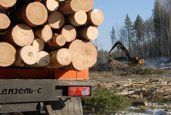 В общей сложности бригада незаконно спилила 216 сырорастущих деревьев - сосны и берёзы фото: Александр Зайцев