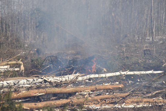 В большинстве случаев причиной возгорания леса стали действия граждан. Фото: Алексей Кунилов
