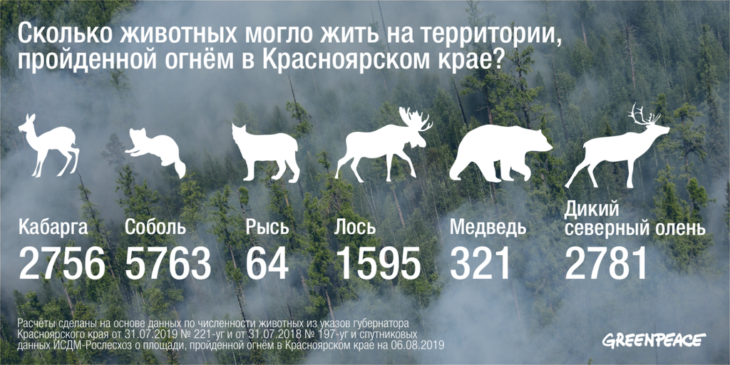 От лесных пожаров в Сибири пострадало около 13 тысяч животных: Общество:  Облгазета