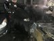 Автомобиль получил повреждения: у него обгорел салон на площади в 2 кв. метра. Фото: пресс-служба ГУ МЧС России по Свердловской области